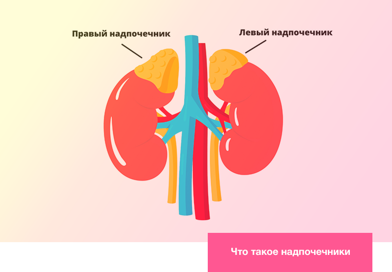 Почки И Надпочечники Расположение У Женщины Фото