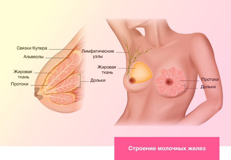 Строение молочных желез