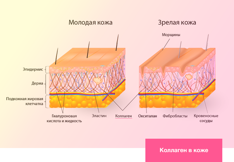 Коллаген в коже