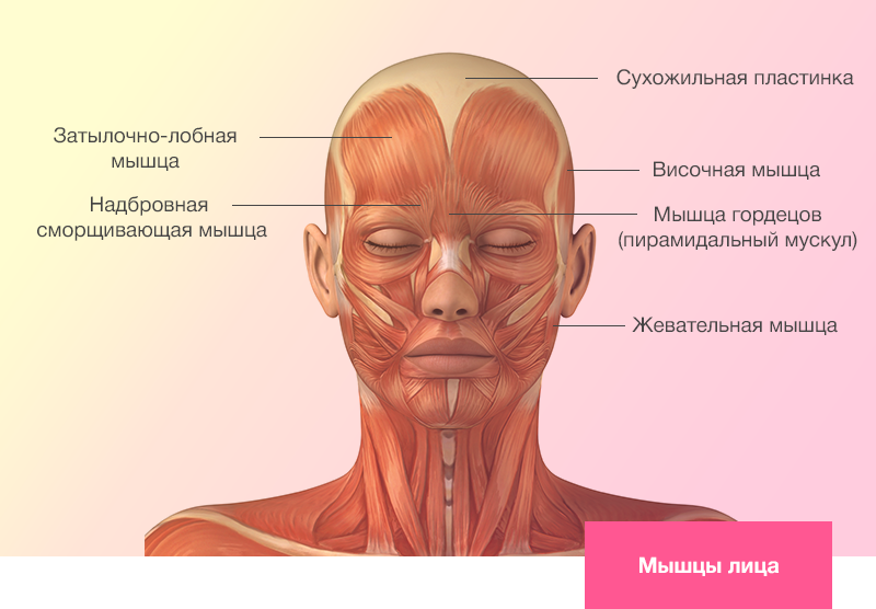 Мышцы лица