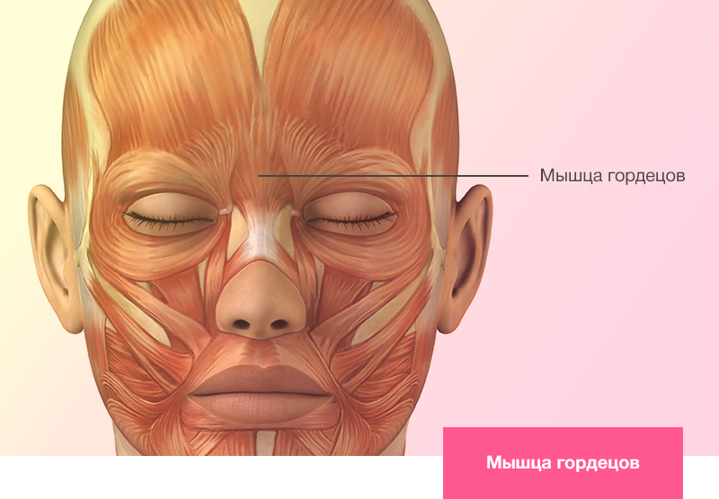 Мышца гордецов